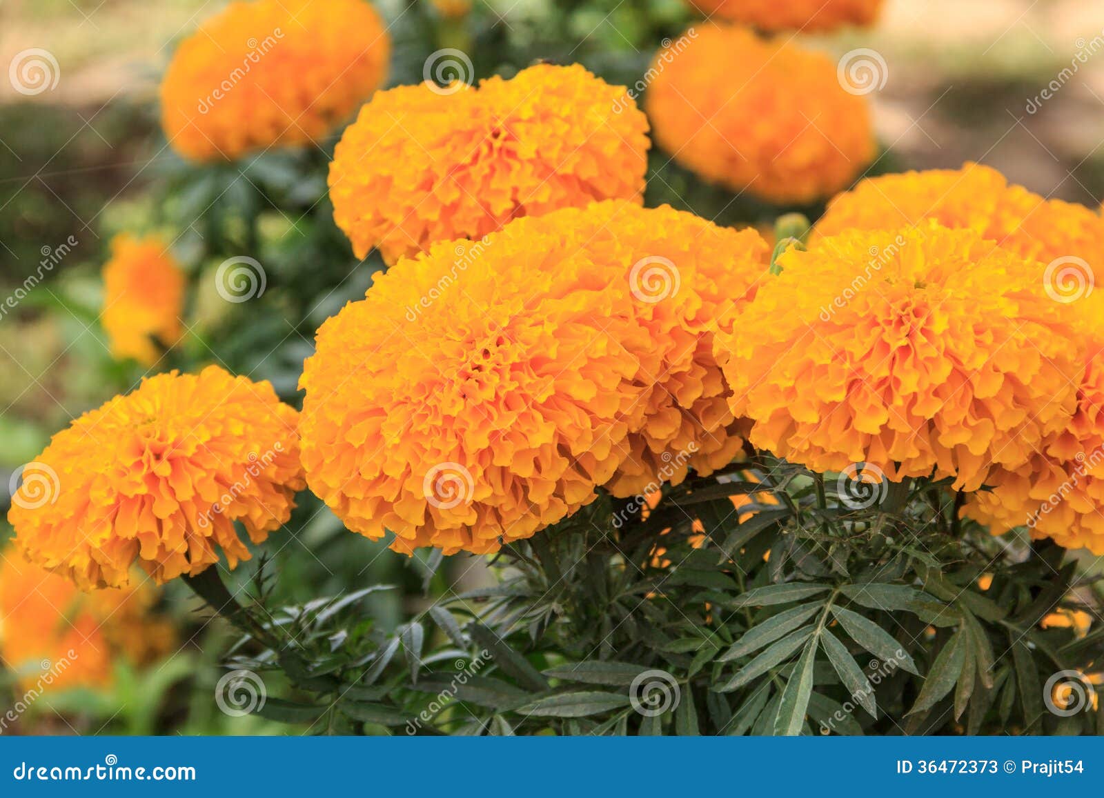 Yellow marigold Flower stock image. Image of green, horizontal 36472373