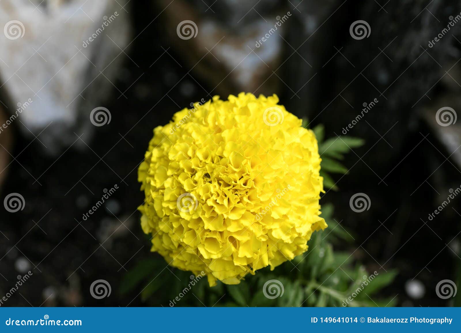 Yellow Marigold Flower Macro Background Wallpaper High Quality Prints 50,6  Megapixels Products Stock Photo - Image of macro, market: 149641014