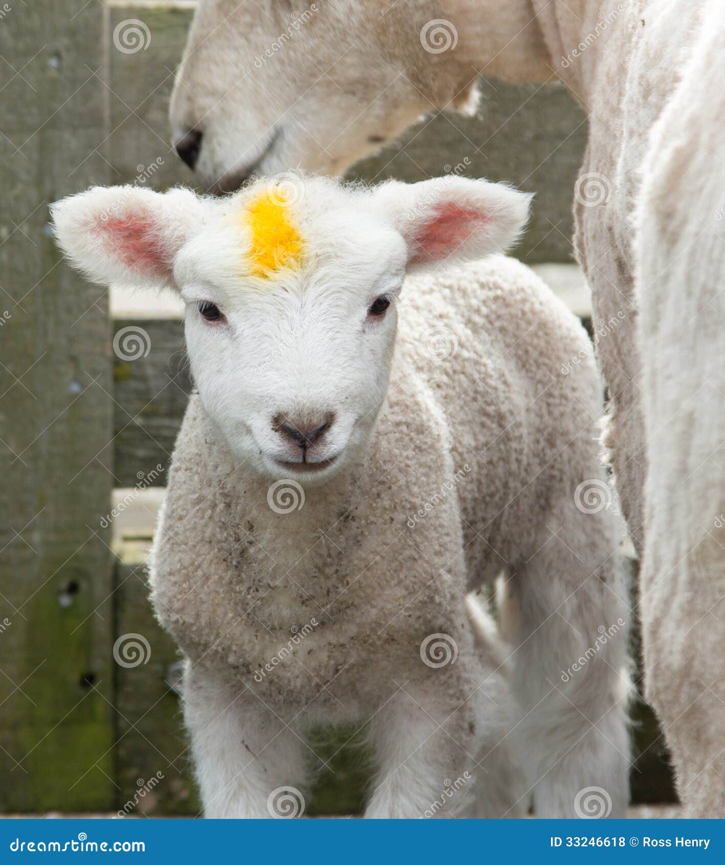 Yellow Mark Lamb stock photo. Image of sheep, mother 33246618