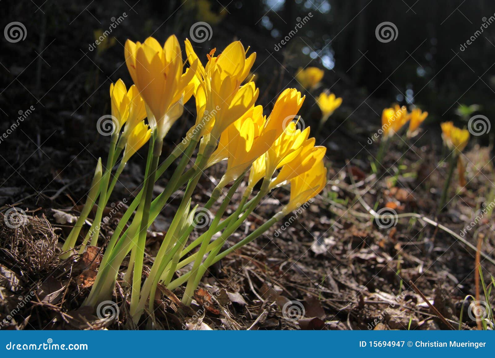 Yellow meadow saffron stock image. Image of chianti, timeless 15694947