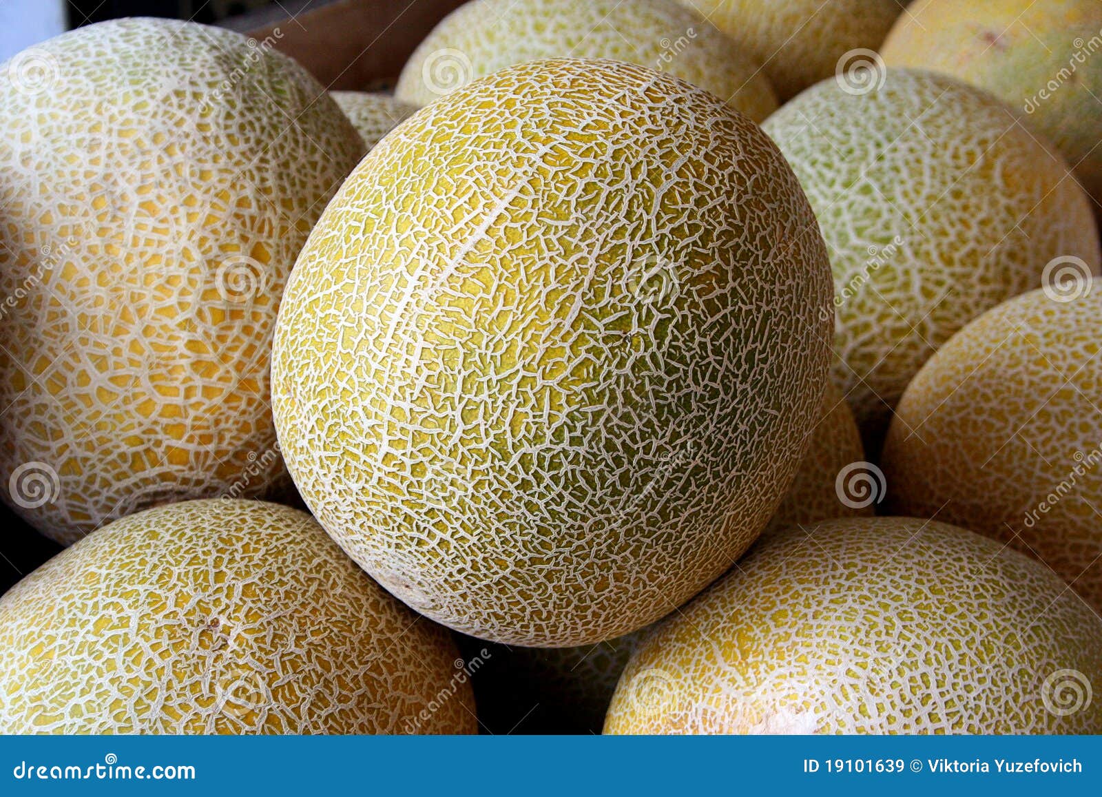 Yellow melon stock image. Image of sweet, agriculture 19101639