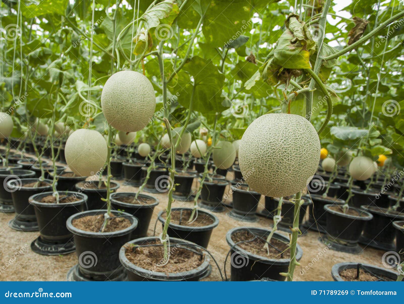 Yellow Melon Fruit in Melon Farm Stock Image Image of fruit, field