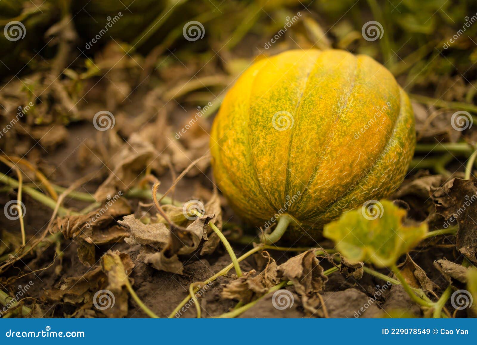 Yellow Melons Growing on the Soil in the Garden Stock Image Image of