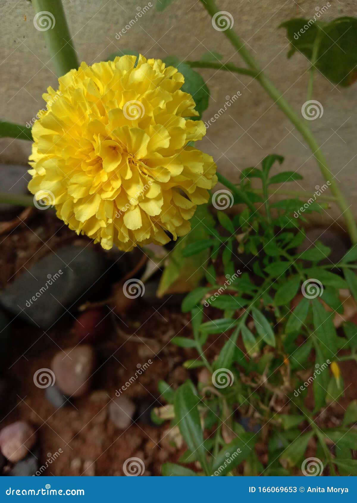 yellow merigold  flower plant growing
