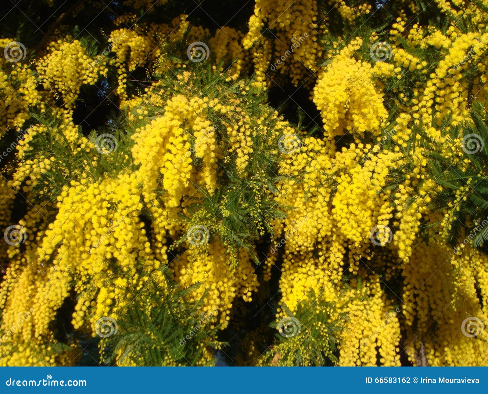 Yellow mimosa stock photo. Image of dealbata, bloom, australian 66583162