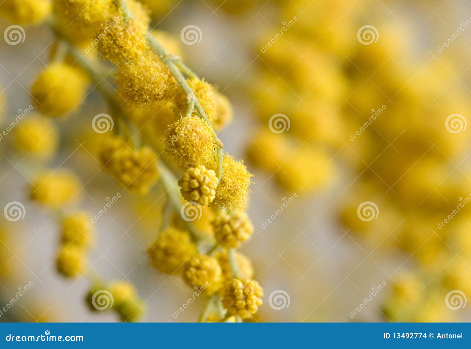 Yellow mimosa flower stock photo. Image of donna, macro 13492774