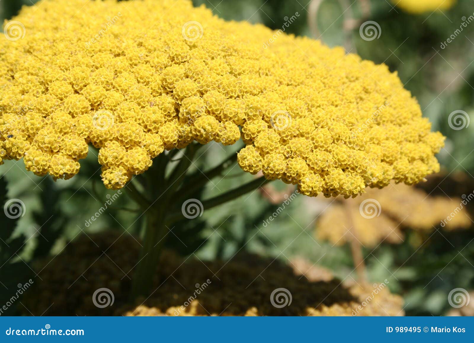 Yellow Mimosa Flower in Bloom Stock Image Image of macro, details 989495
