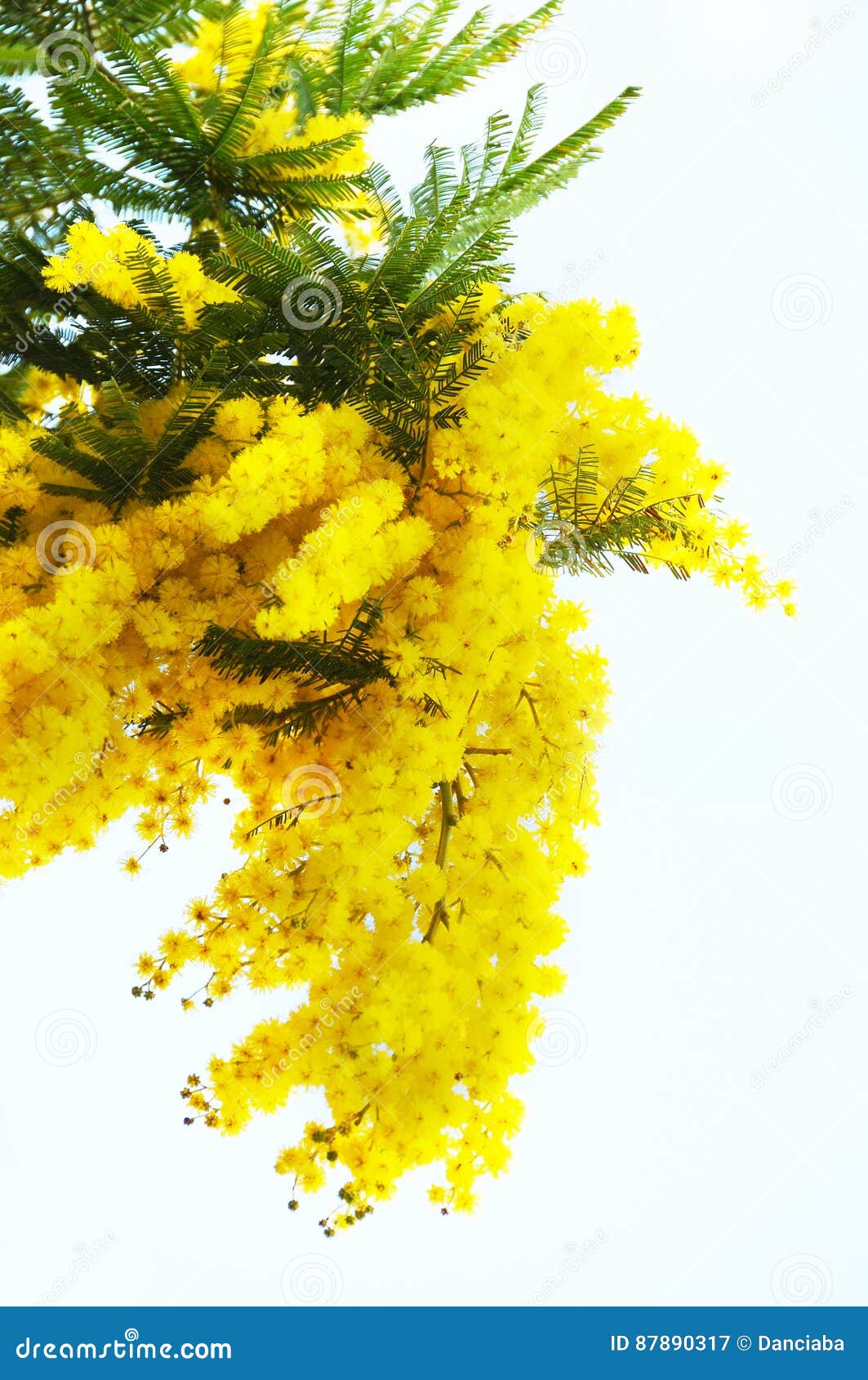 Yellow Mimosa Flowers stock image. Image of italy, bloom 87890317
