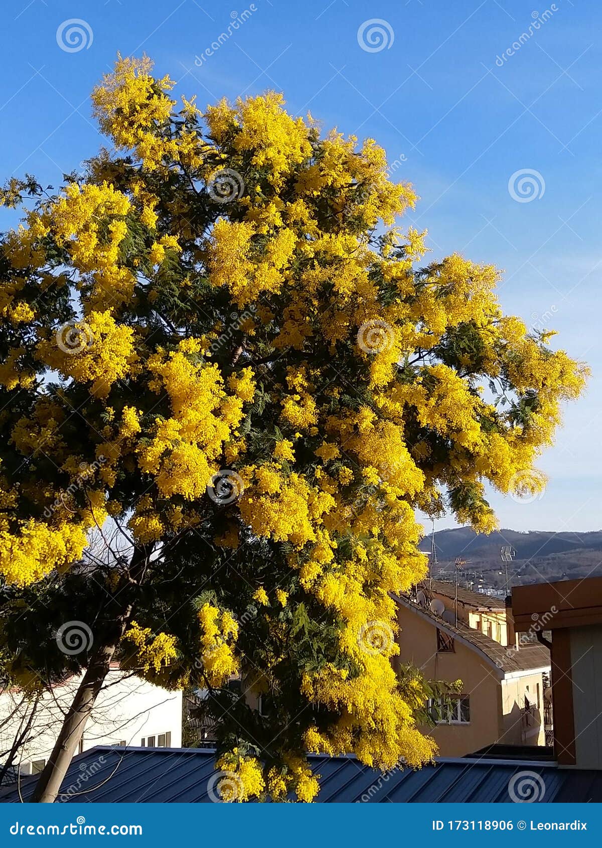 Yellow mimosa tree stock photo. Image of neighbourhood 173118906
