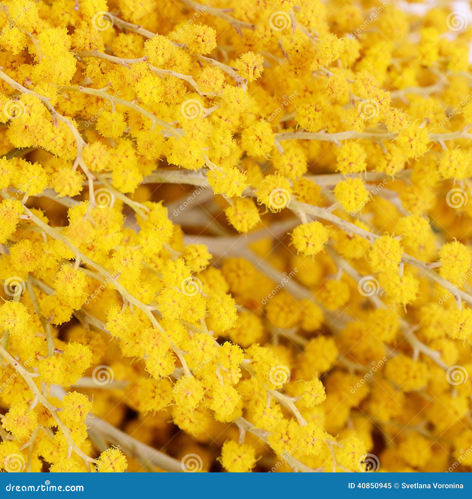 Yellow Mimosa on White Background Stock Image Image of mimosa, floral