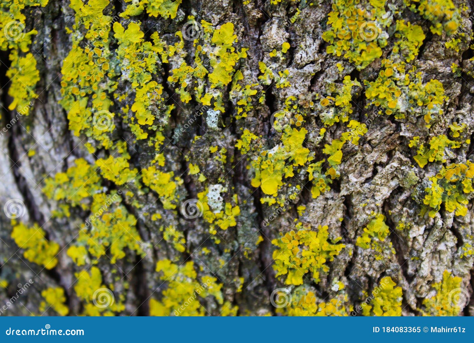 Yellow Mold on the Tree Bark. Selective Focus Stock Image Image of
