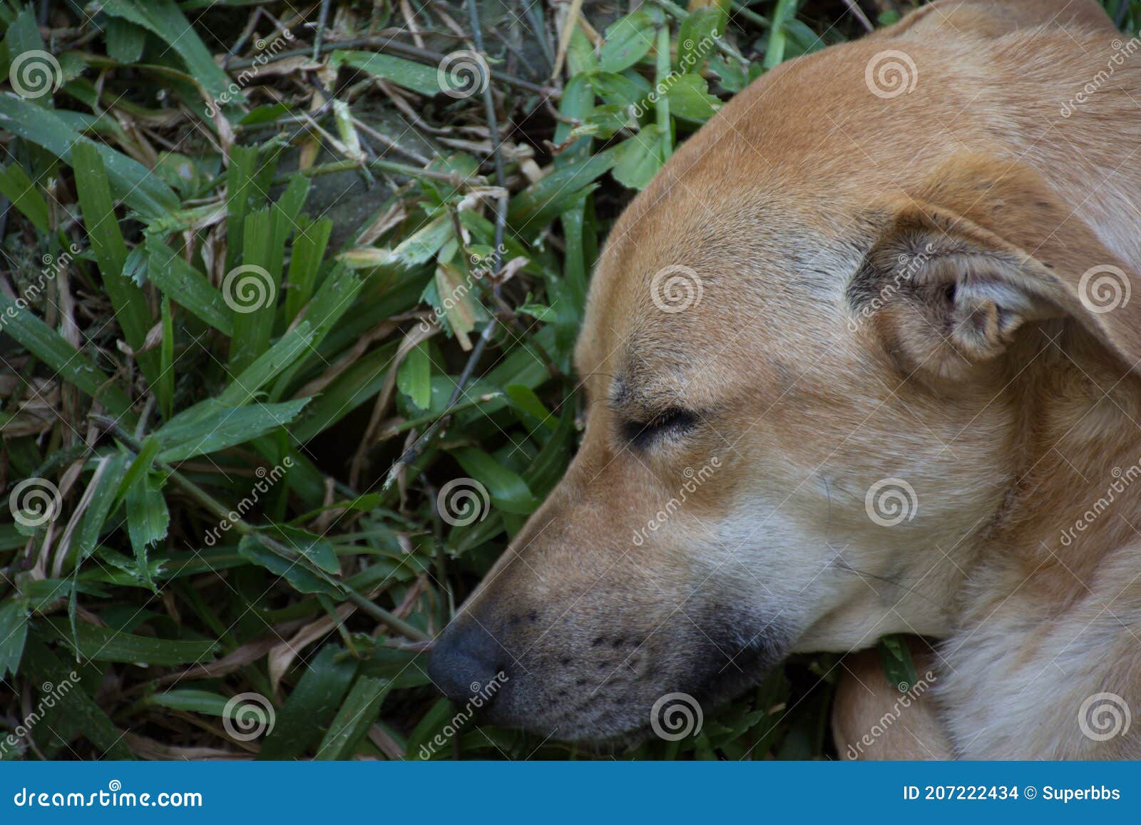 yellow mongrel stray dog sleeping