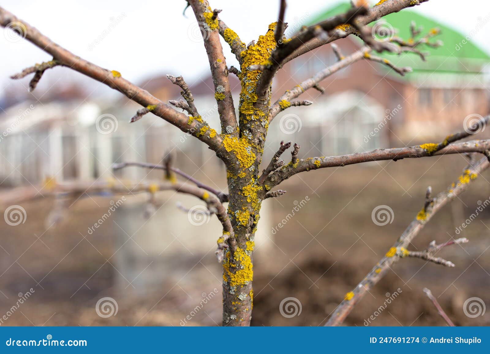 Yellow Moss on the Bark of a Fruit Tree. Stock Photo Image of moss