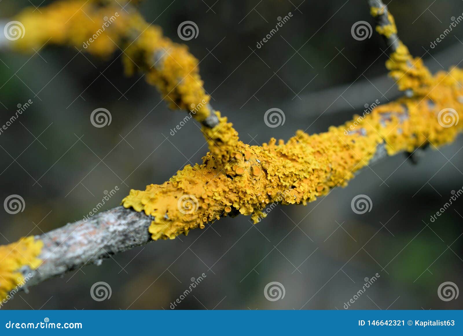 Yellow Moss on a Branch. Shallow Depth of Field Stock Image Image of