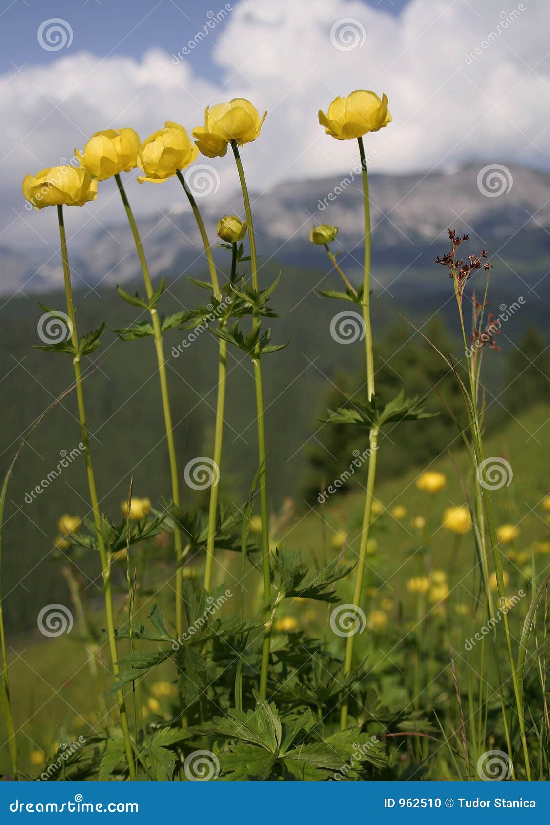 Yellow mountain flower stock photo. Image of cose, flower 962510