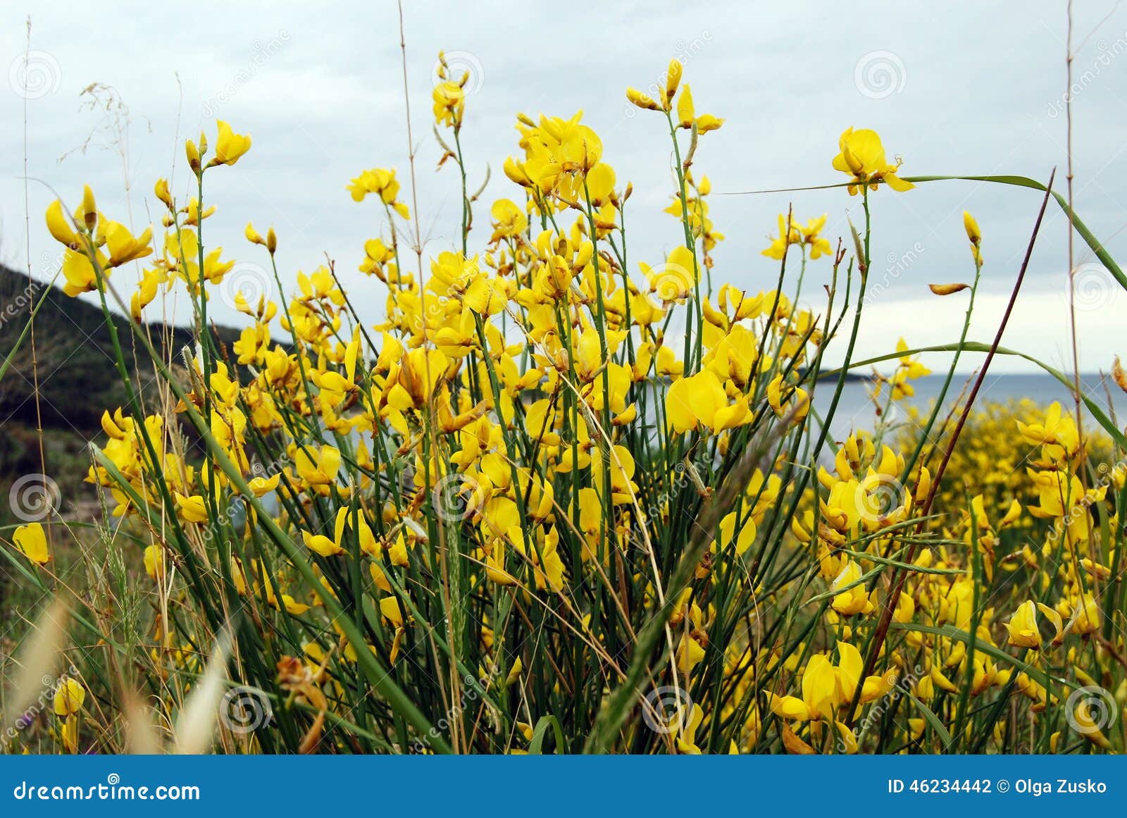 Yellow mountain flowers stock photo. Image of flores 46234442
