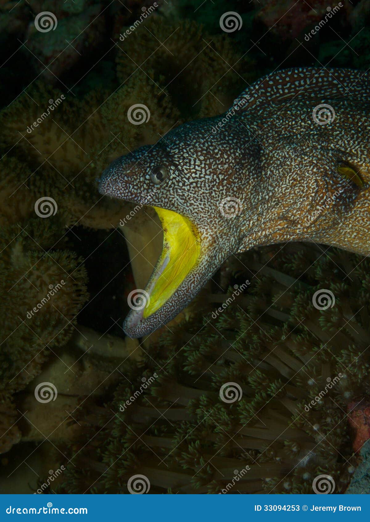 Yellowmouthed moray eel stock image. Image of gymnothorax 33094253