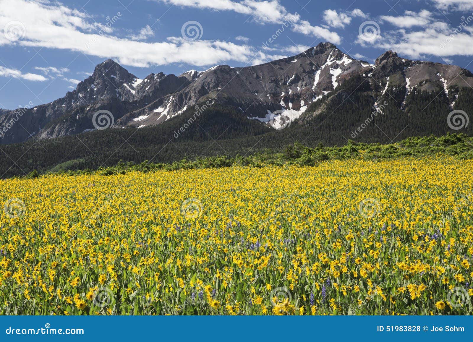 yellow mules ear field and san juan mountains, hastings mesa, near last dollar ranch, ridgway, colorado, usa
