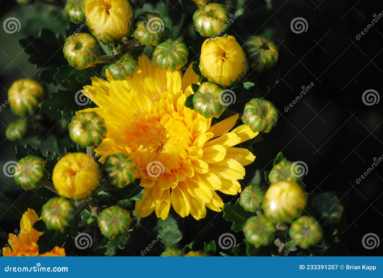 Many Beautiful Yellow Mums Ready To Bloom. Stock Image Image of
