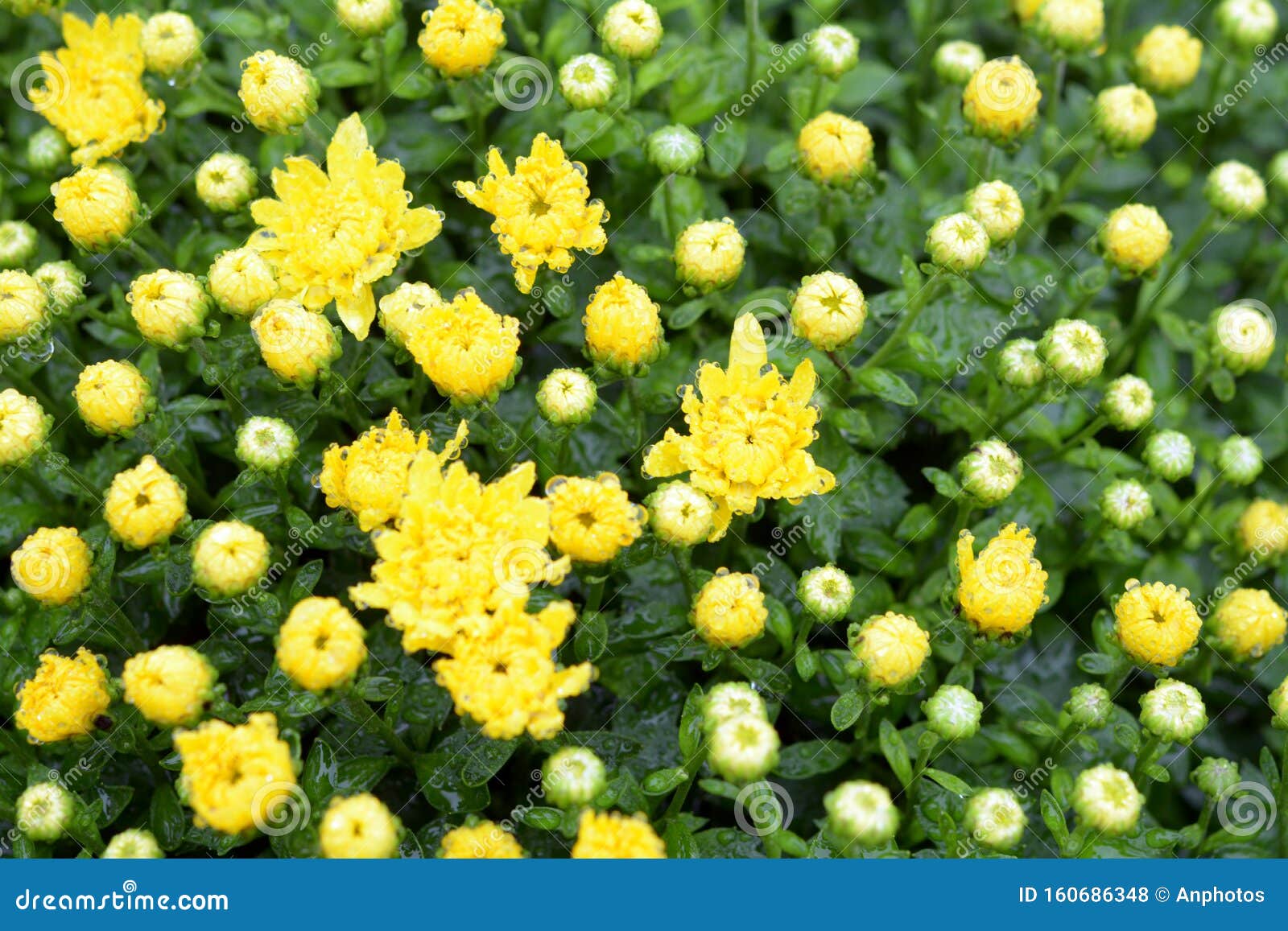Yellow mums bed stock photo. Image of plant, garden 160686348