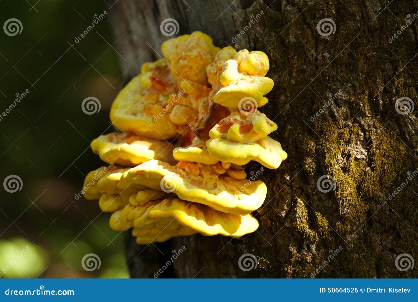 Yellow Mushroom Growing on a Tree Stock Photo Image of outgrowth
