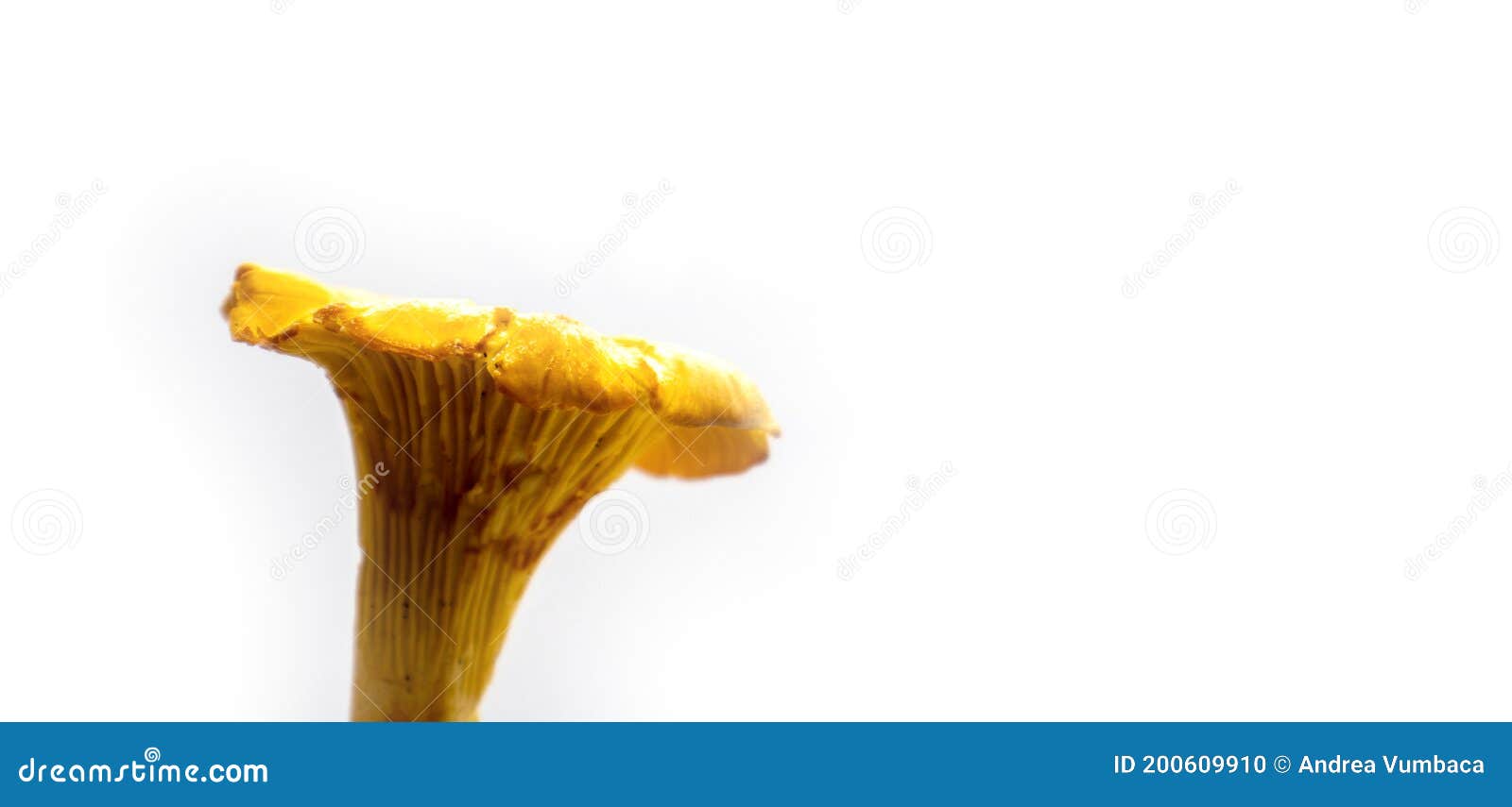 Yellow Mushroom Isolated on White Background Stock Photo Image of