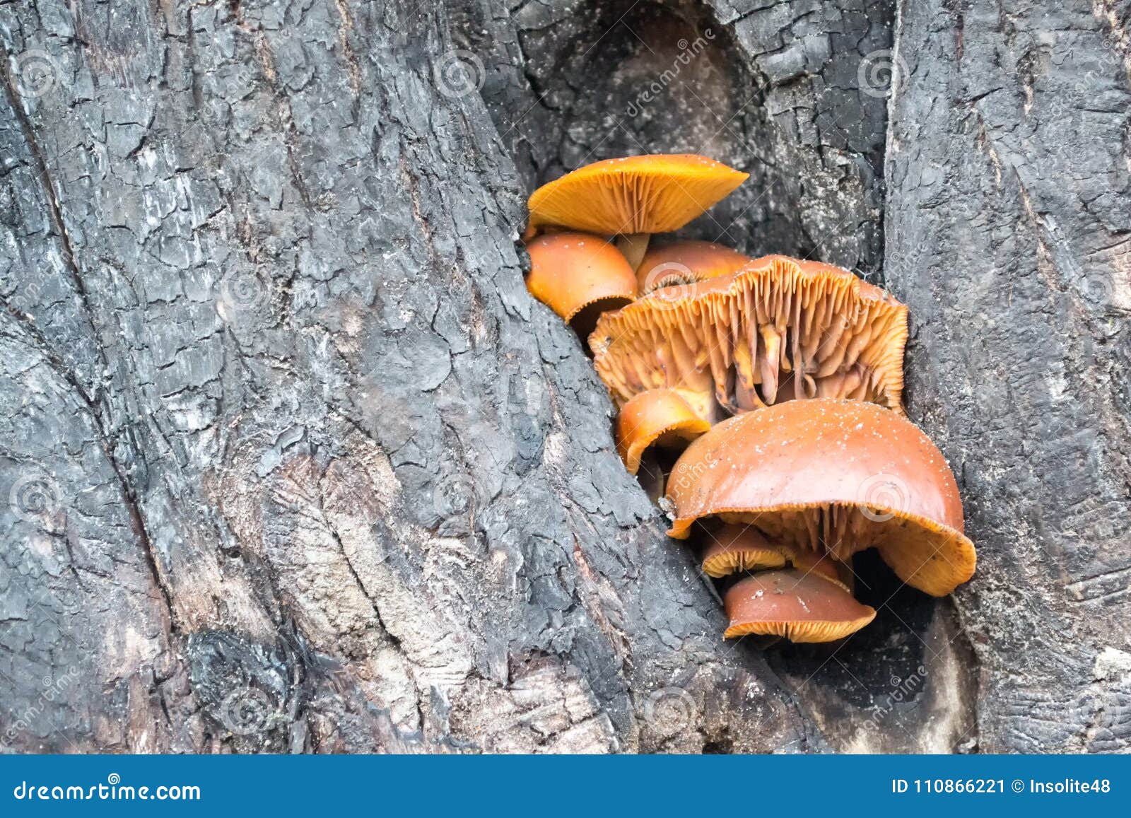 Orange Mushrooms in a Bark on a Tree Stock Image Image of fallen