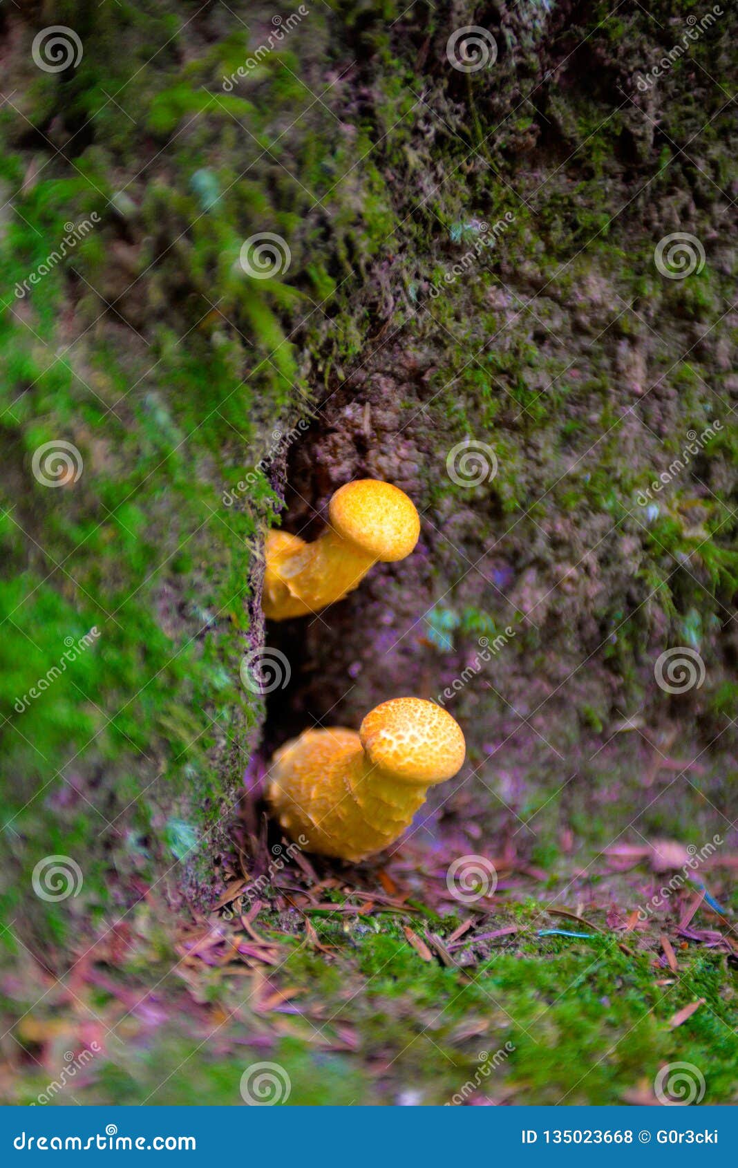 yellow mushrooms, hallucinogen, blur effect, seasonal ingredients, forest ground, poison