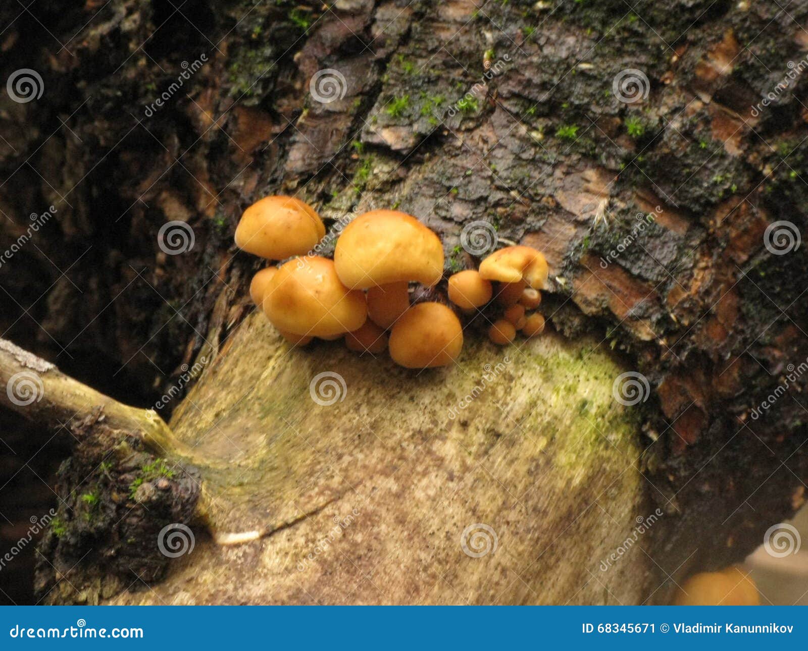 Yellow mushrooms stock image. Image of garden, small 68345671