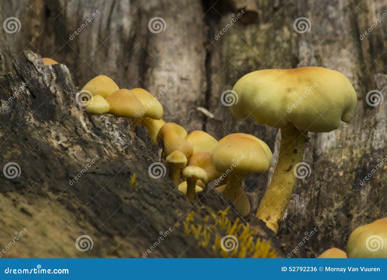 Yellow mushrooms stock photo. Image of sponge, woodland 52792236