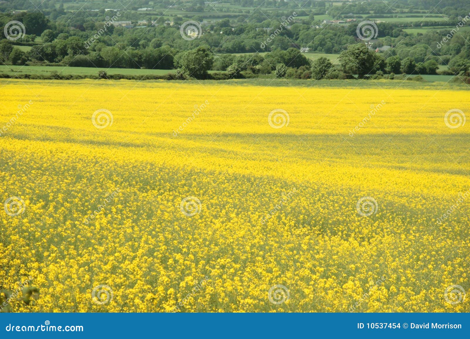 Yellow mustard field stock photo. Image of field, botanical 10537454