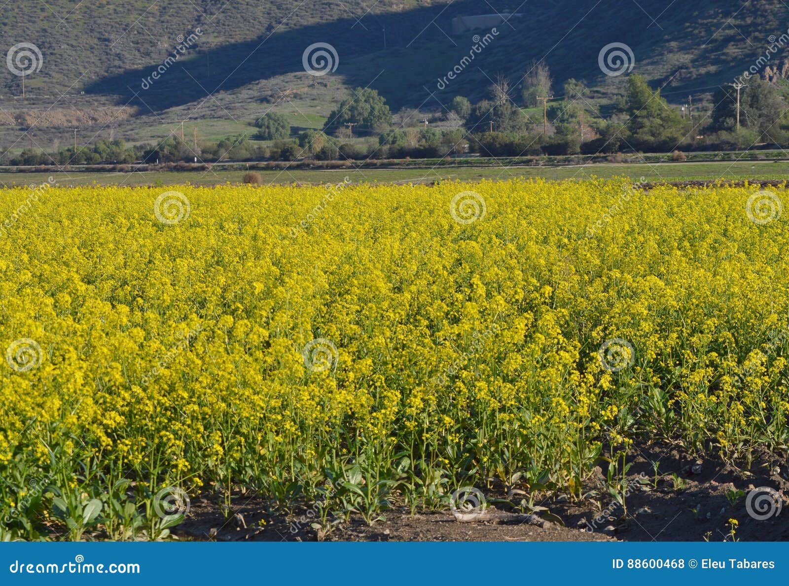 Yellow Mustard Field stock photo. Image of plant, yellow 88600468