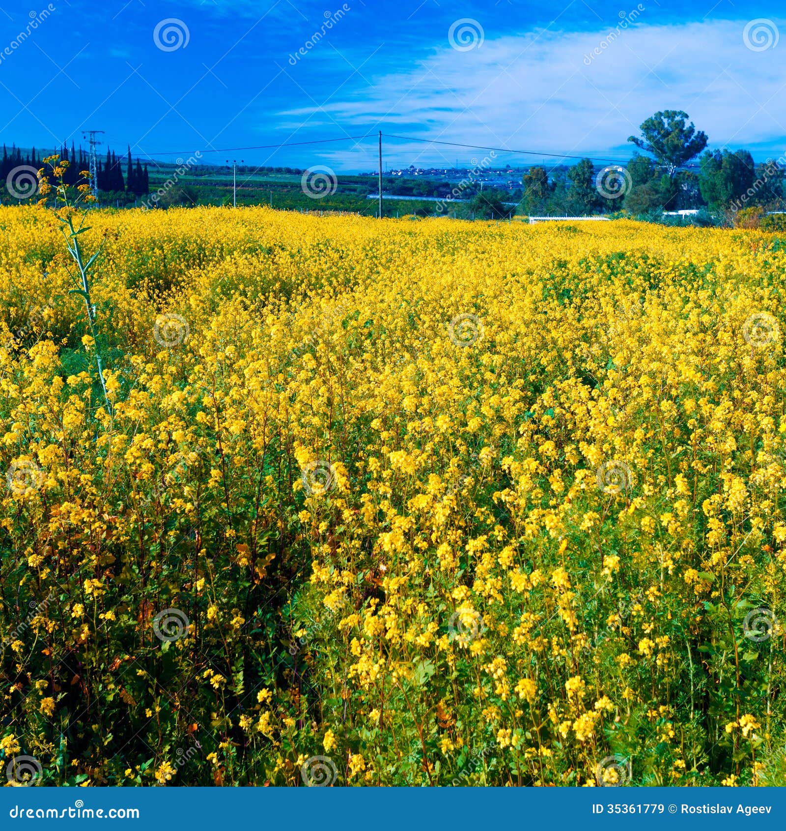 Yellow Mustard Field stock image. Image of israel, bright 35361779