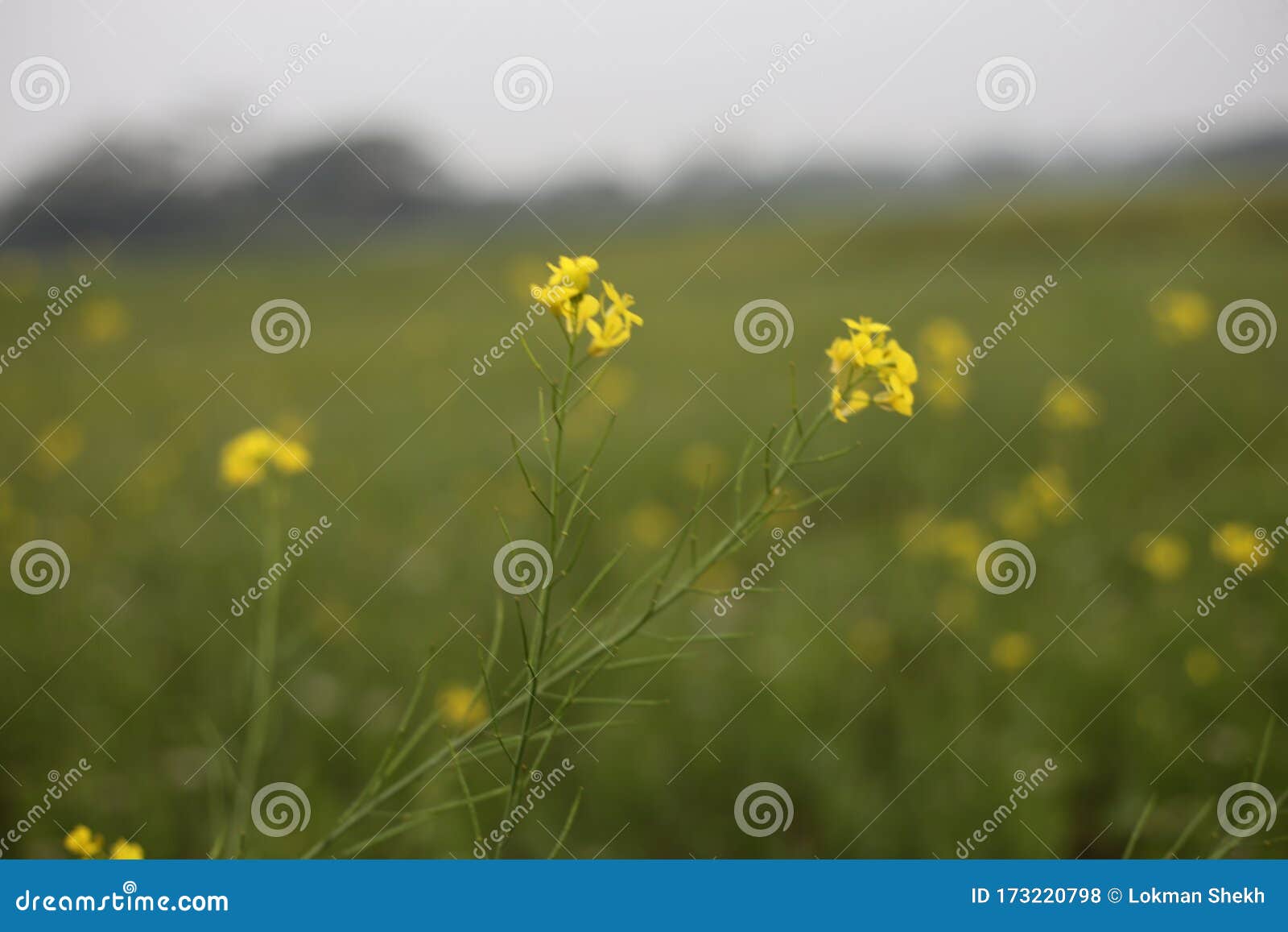 Yellow Mustard Flower and Field Stock Photo Image of blue, plant 173220798