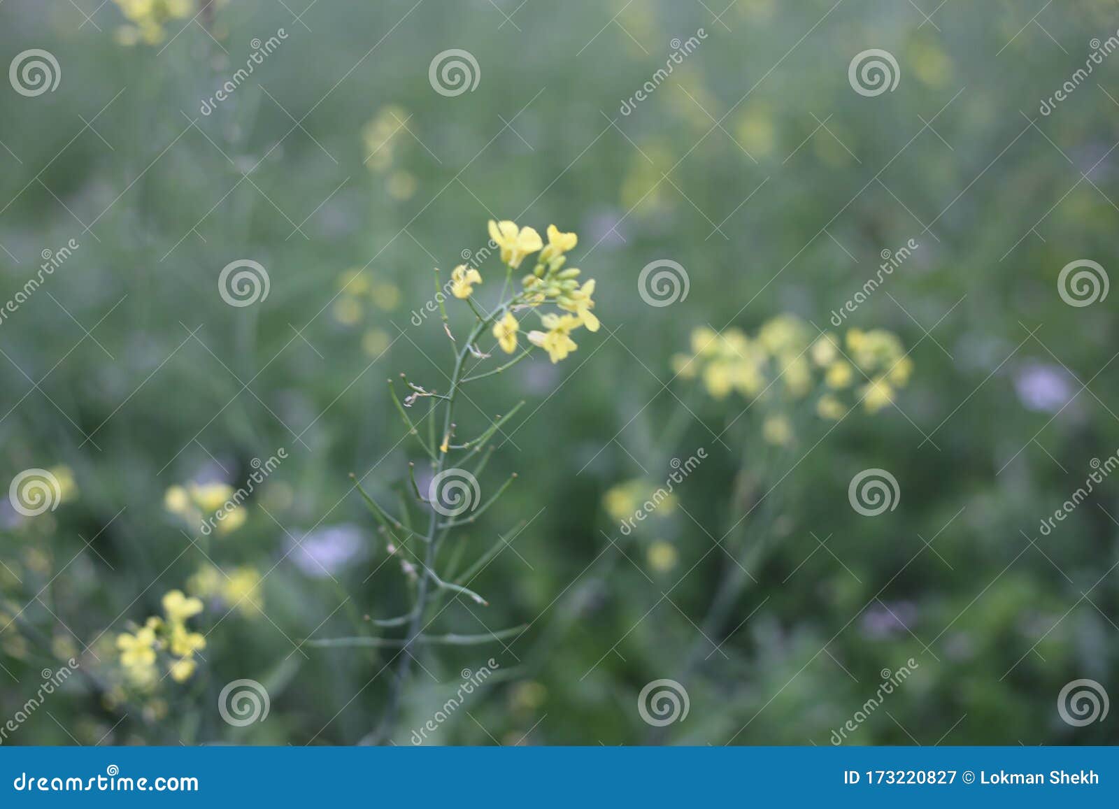 Yellow Mustard Flower and Field Stock Image Image of flower, plant 173220827