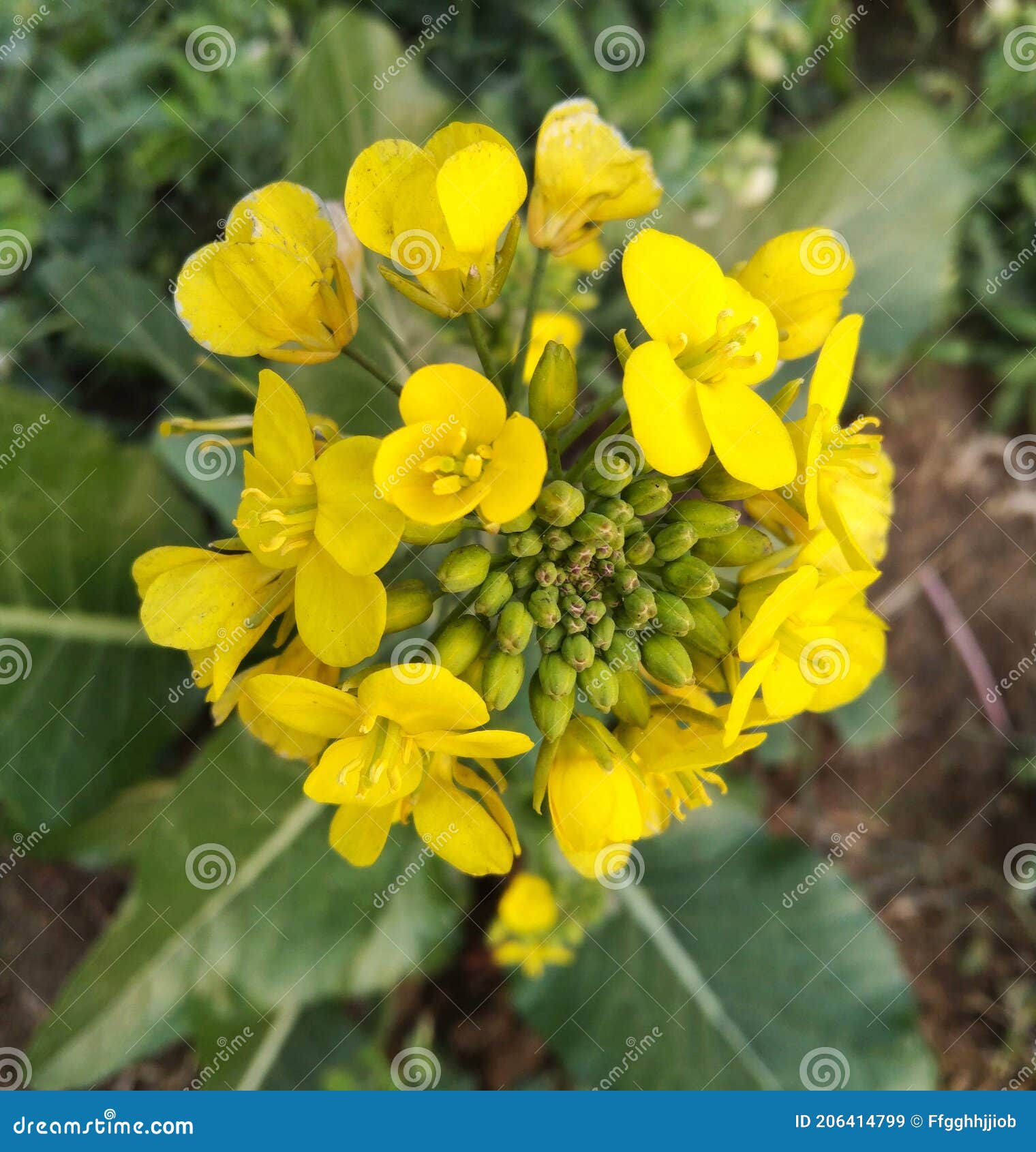 Yellow Mustard Flowers stock image. Image of meadow 206414799