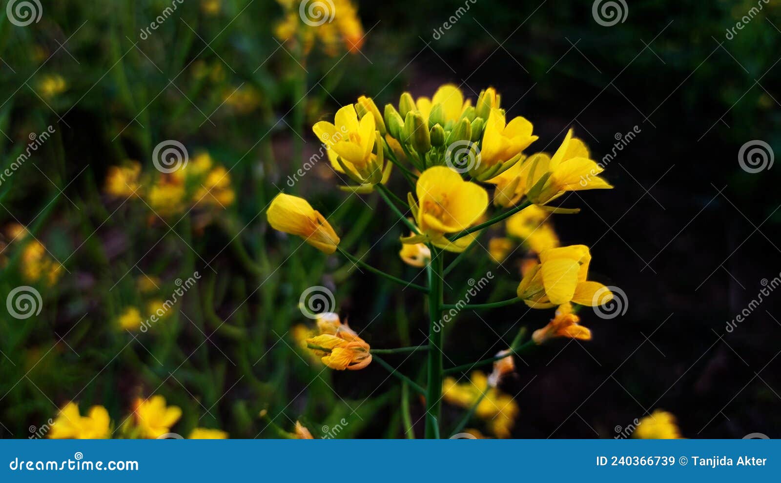 Yellow mustard flowers stock image. Image of wildflower 240366739