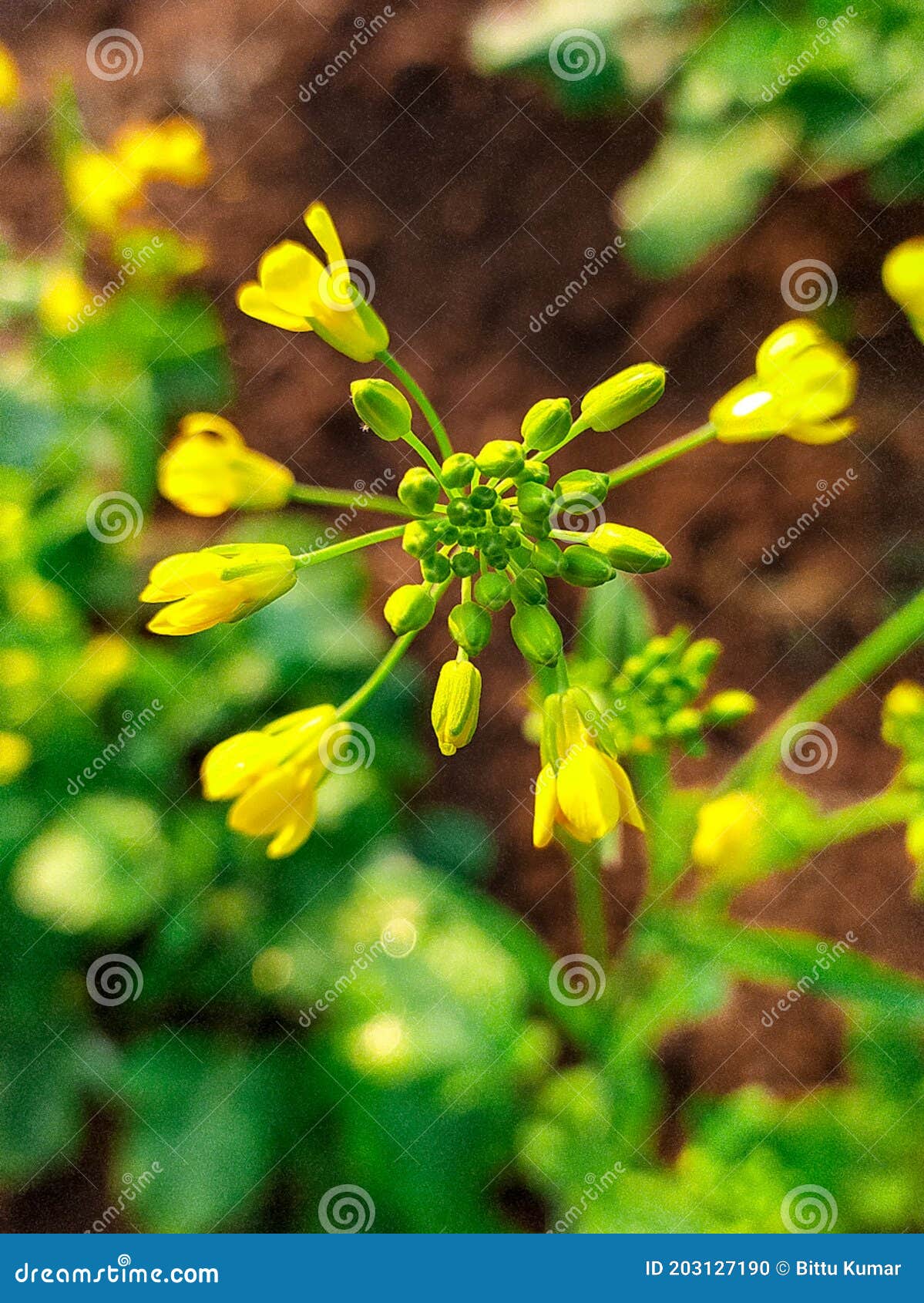 Yellow Mustard Plant Flower Stock Photo Image of blossom, green