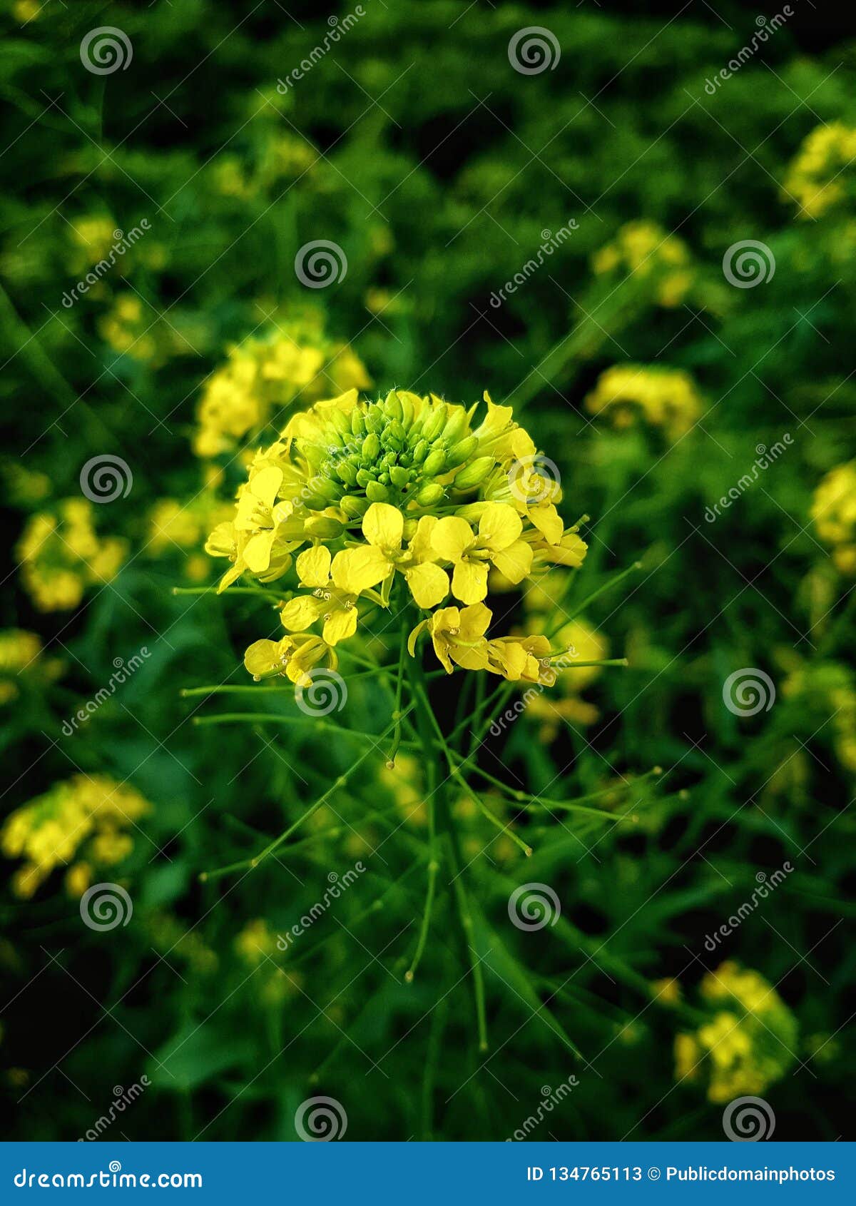 Yellow, Mustard Plant, Flower, Flora Picture. Image 134765113