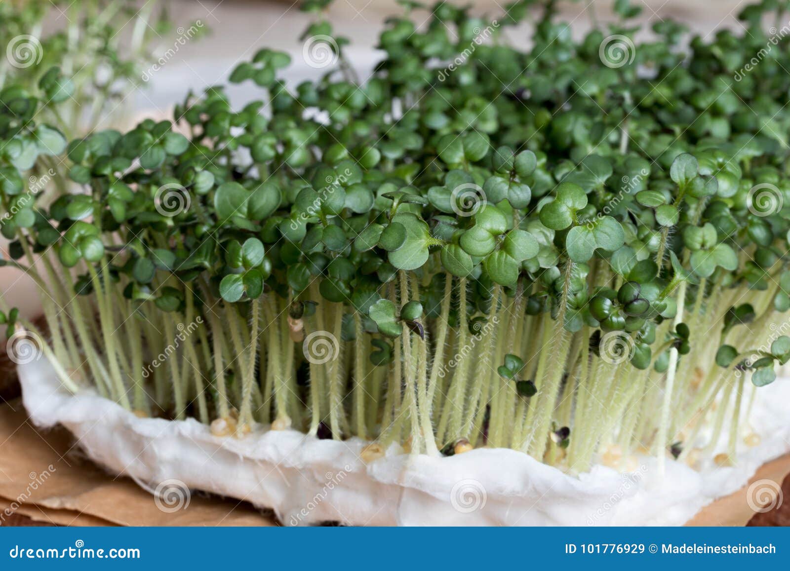 Yellow Mustard Sprouts Grown on Cotton Wool Stock Image Image of stem