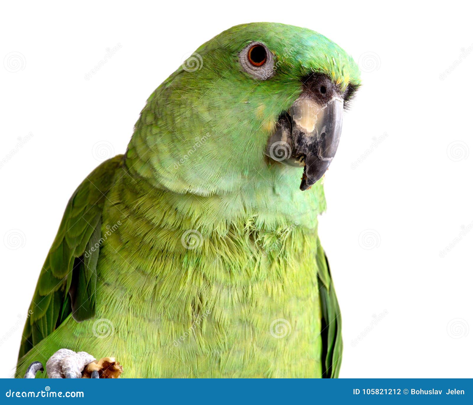 Yellow Nape Amazon Parrot Eating Walnut Stock Photo Image of color