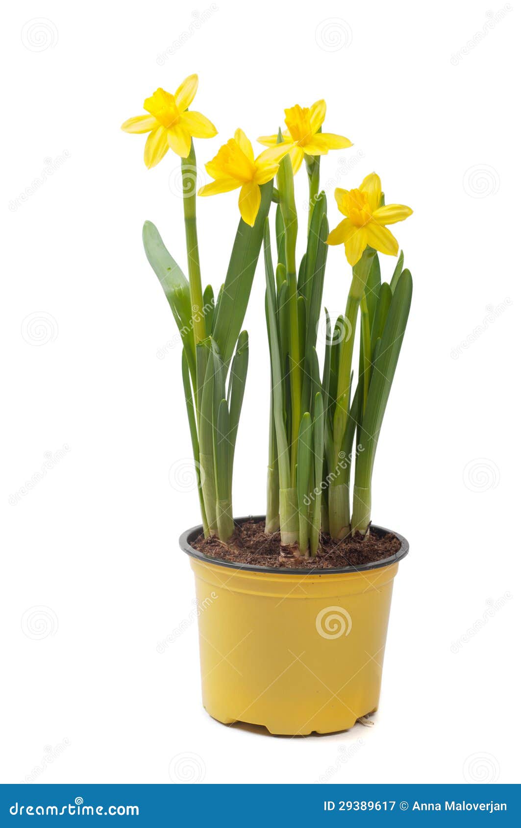 Yellow Narcissus in the Pot Stock Image Image of fresh, flora 29389617