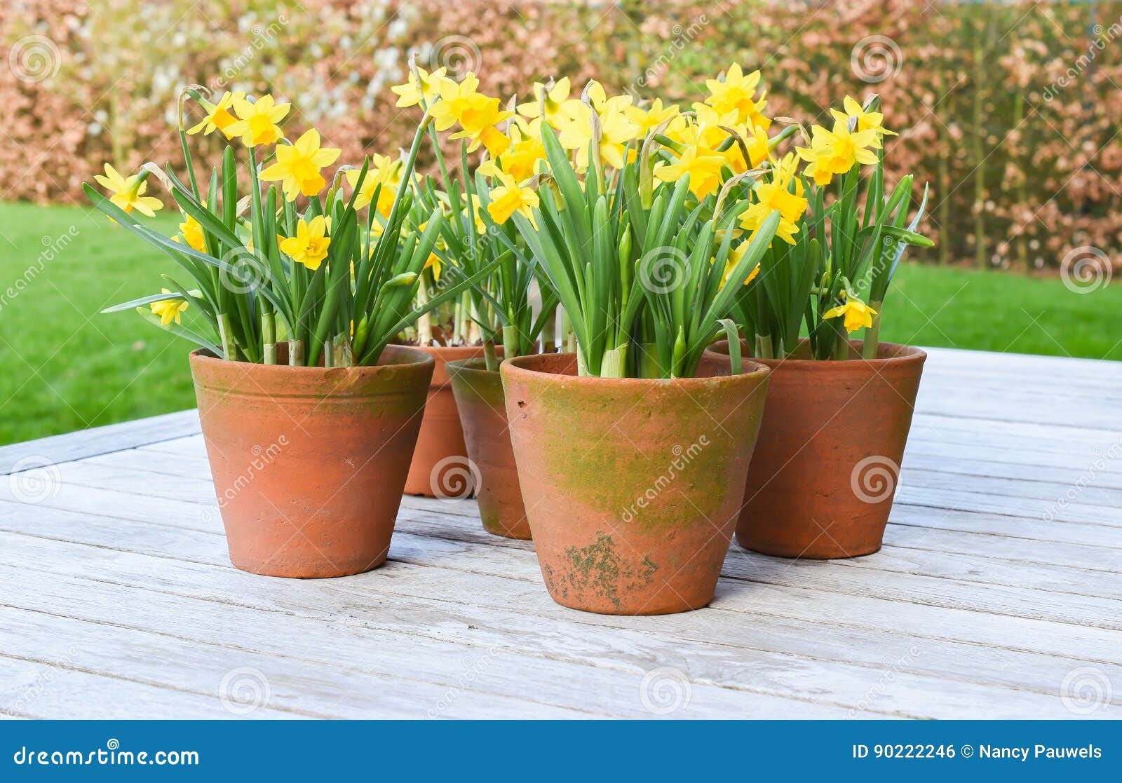 184 Narcissus Tete Tete Stock Photos - Free & Royalty-Free Stock Photos  from Dreamstime