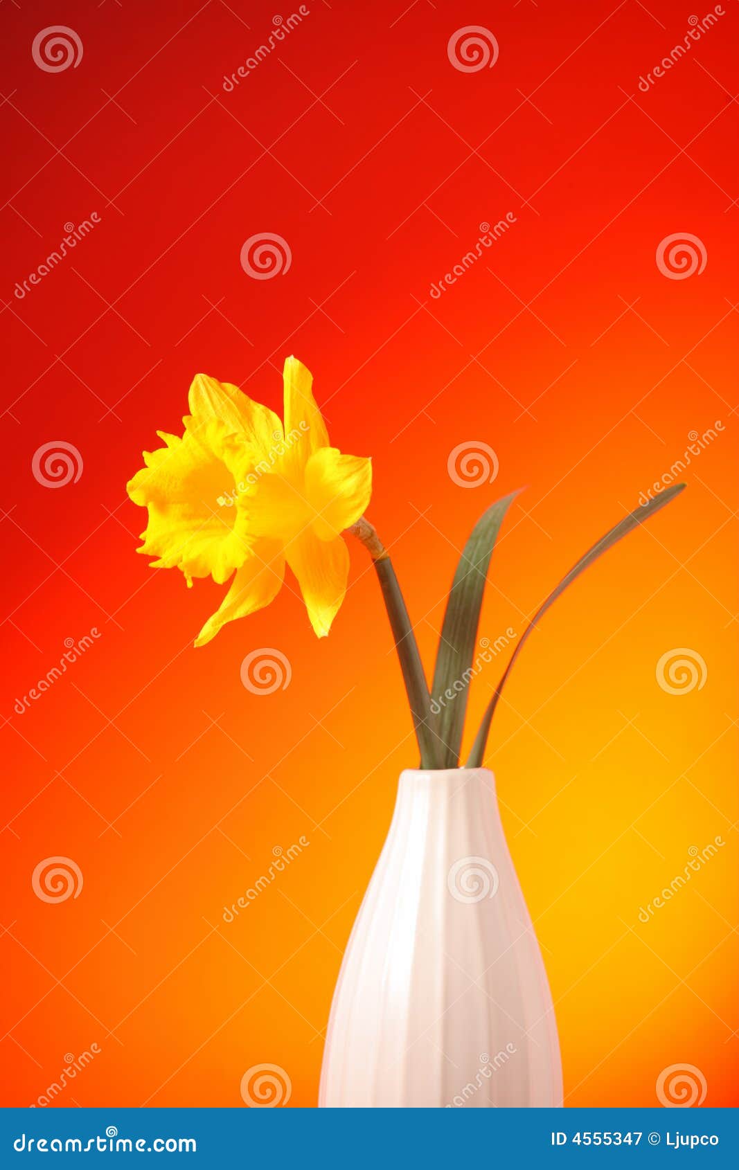 Yellow narcissus in a vase stock image. Image of flower 4555347