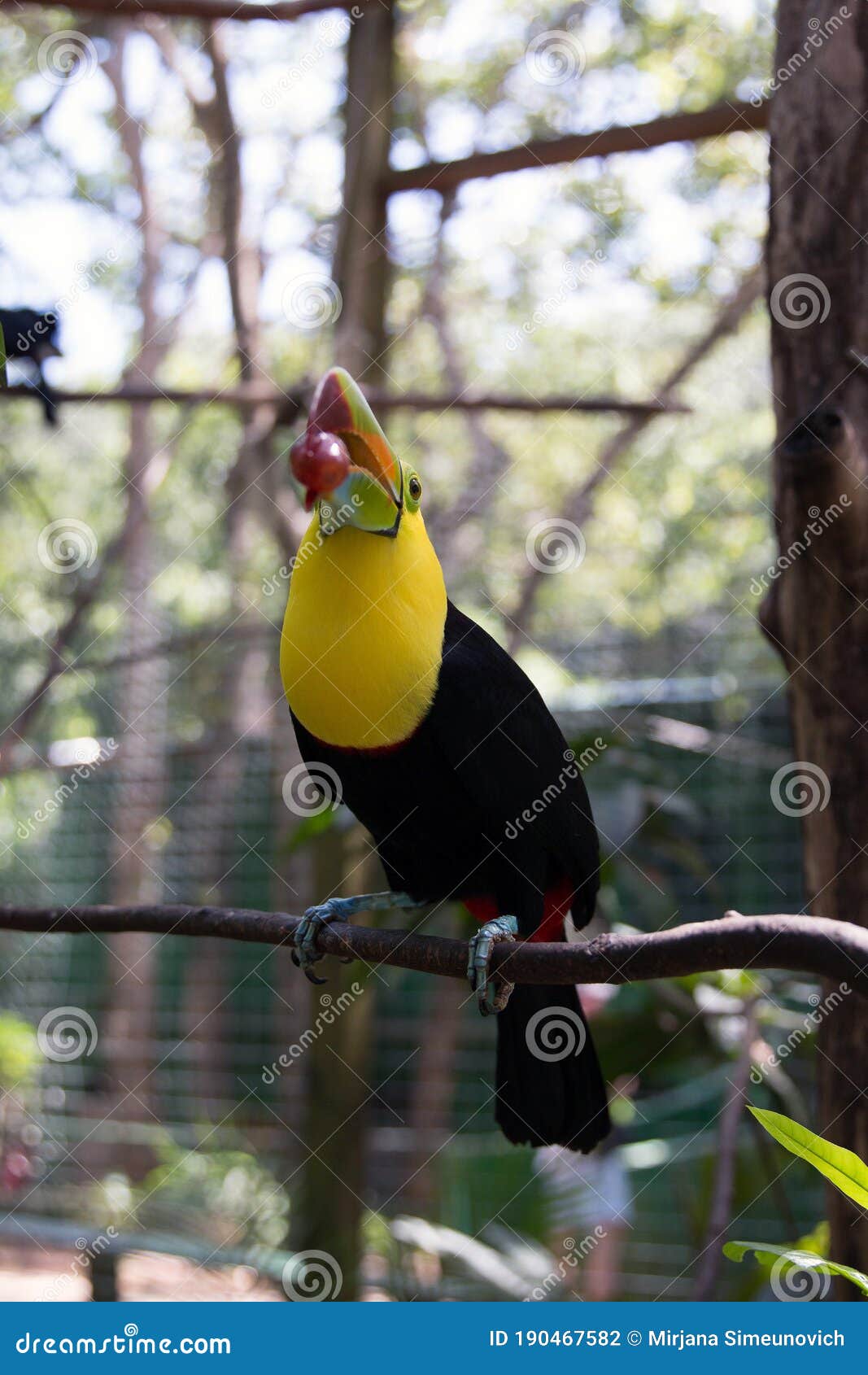 yellow neck toucan with grape in it`s beak