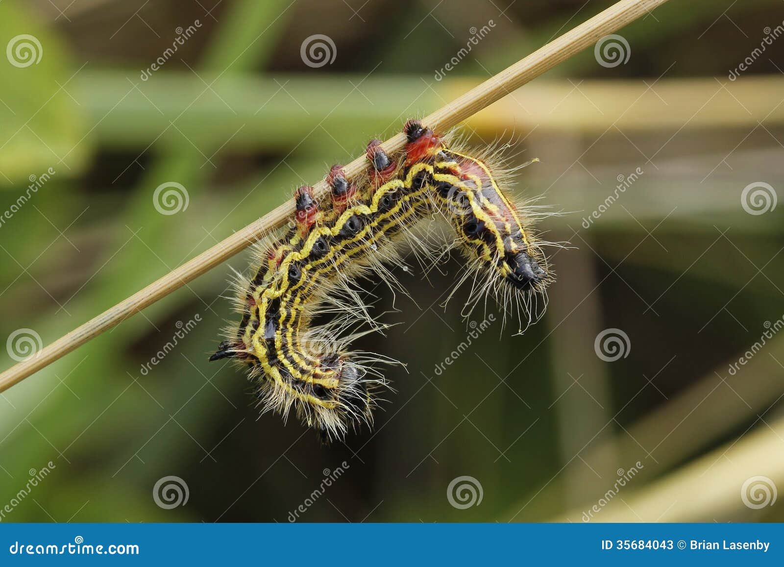 Yellownecked Caterpillar stock image. Image of lake 35684043