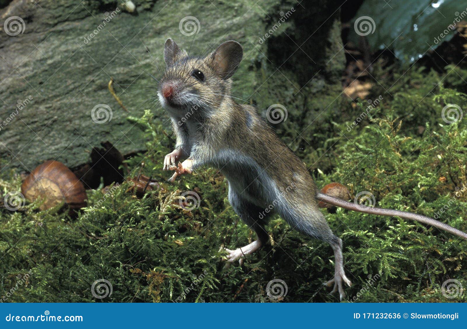 Mulot A Collier Roux Apodemus Flavicollis Stock Photo Image Of Yellow Three Mulot A Collier Roux Apodemus Flavicollis Stock Photo Image Of Yellow Three