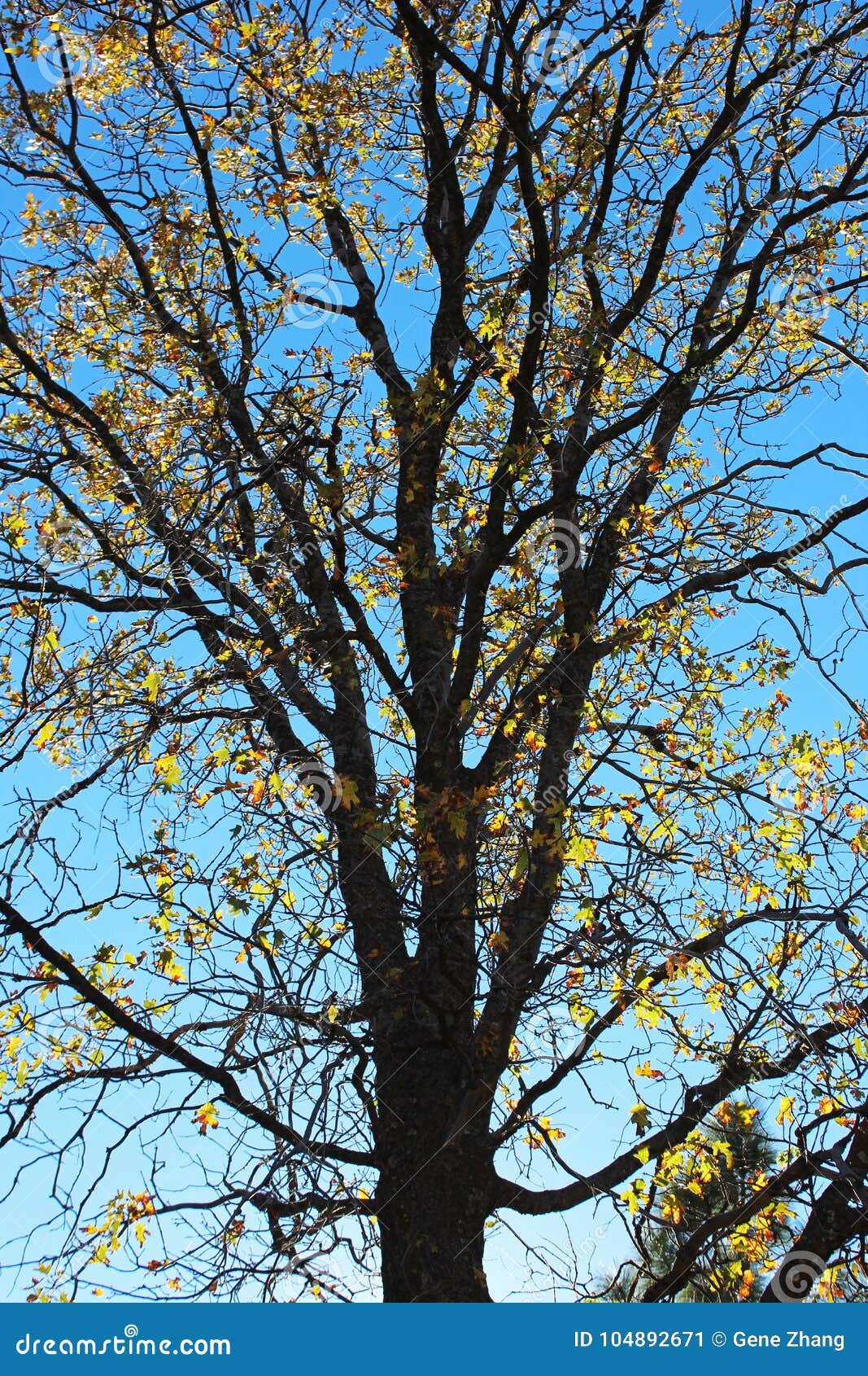 oak tree with yellow leaves in fall