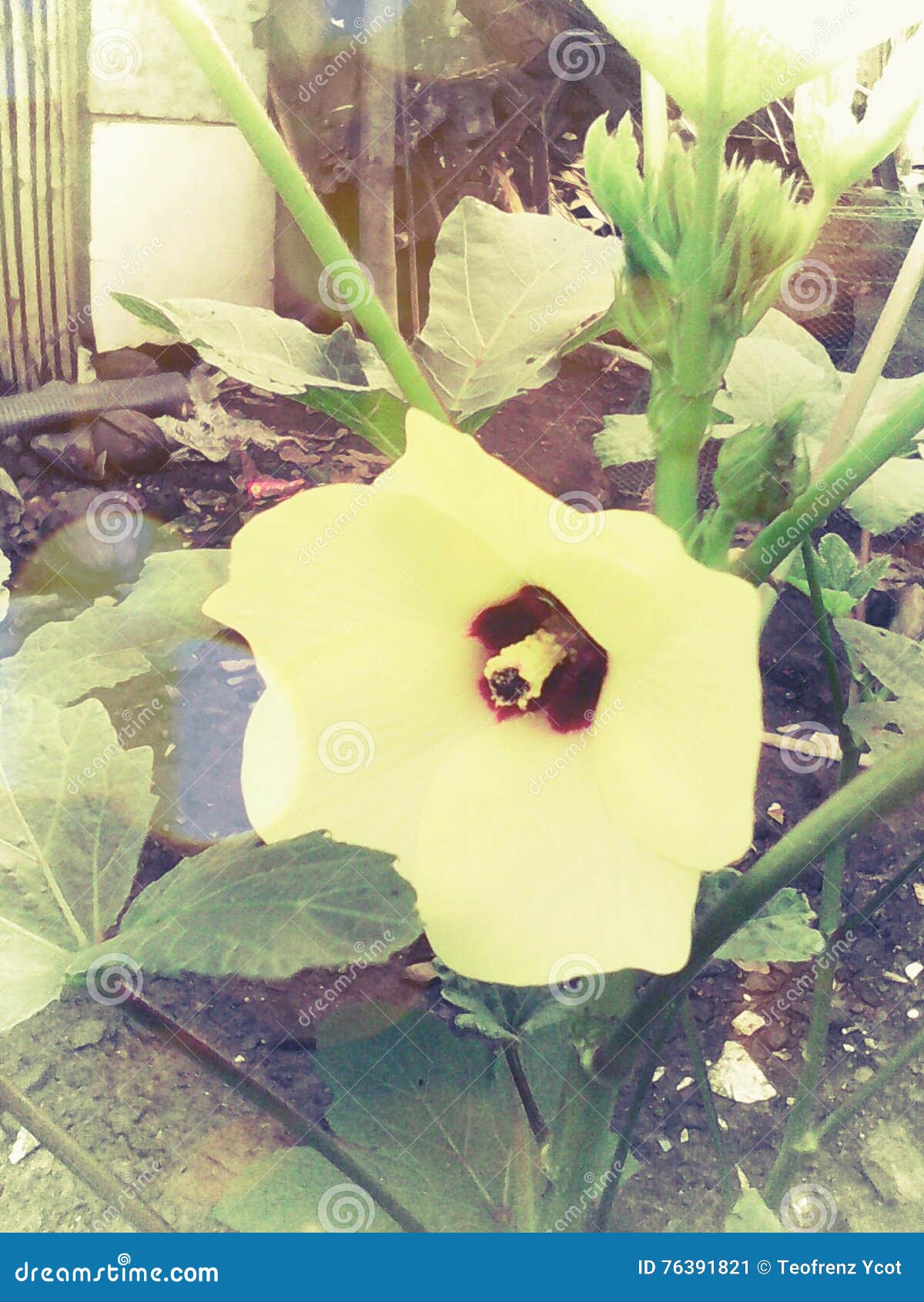 Yellow Okra Flower stock image. Image of gardens, leaves 76391821