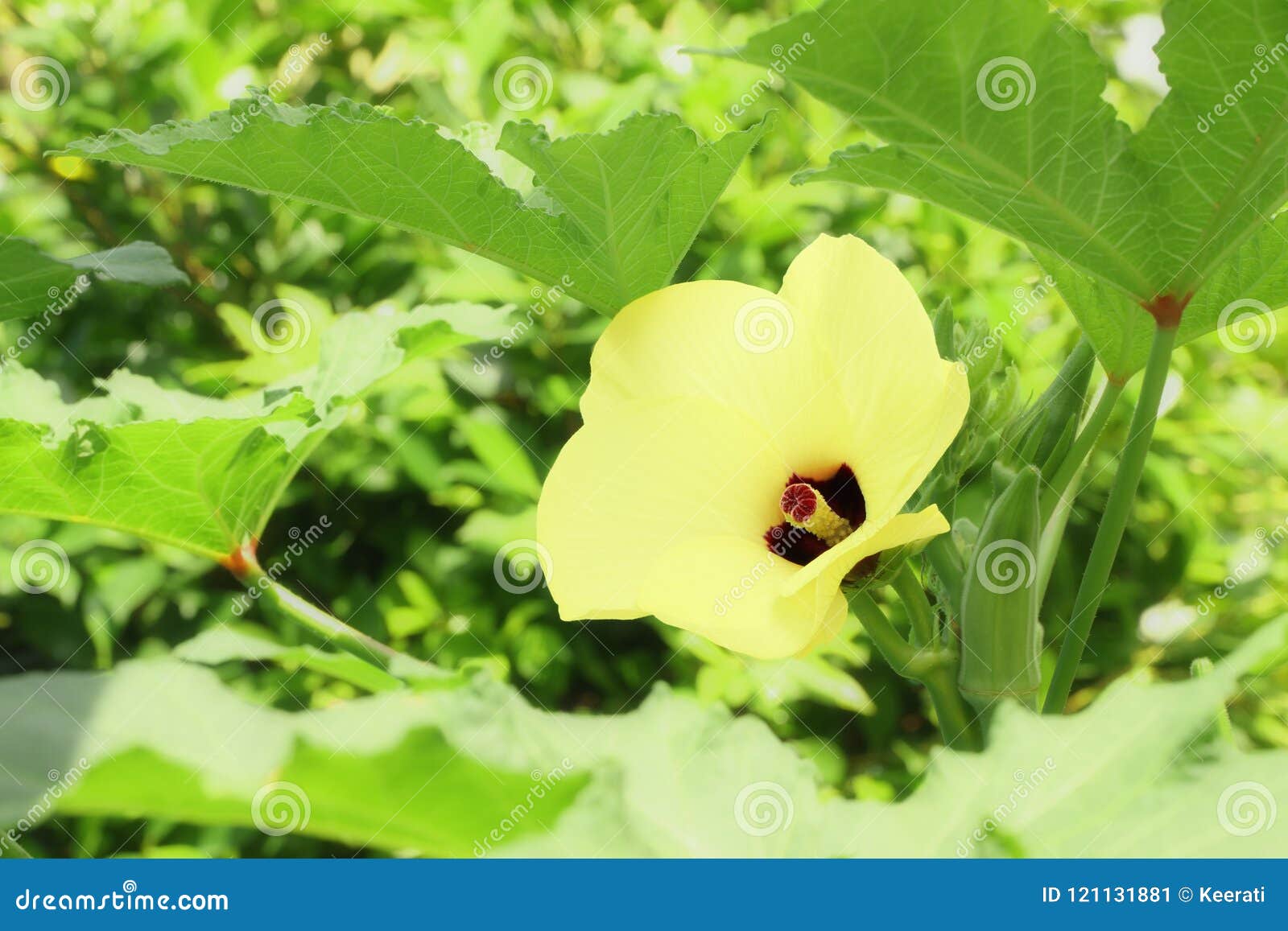 Yellow okra flower stock image. Image of garden, bloom 121131881